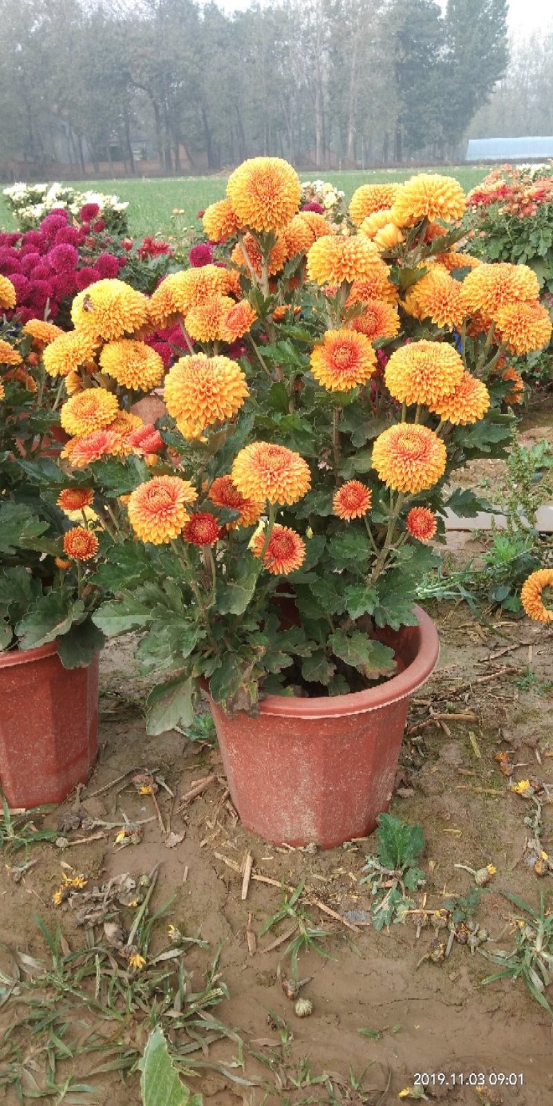菊花苗