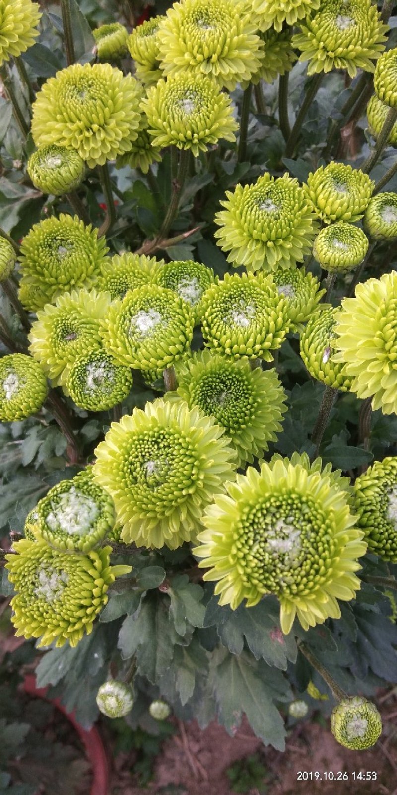 菊花苗