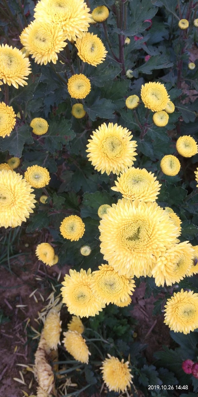 菊花苗