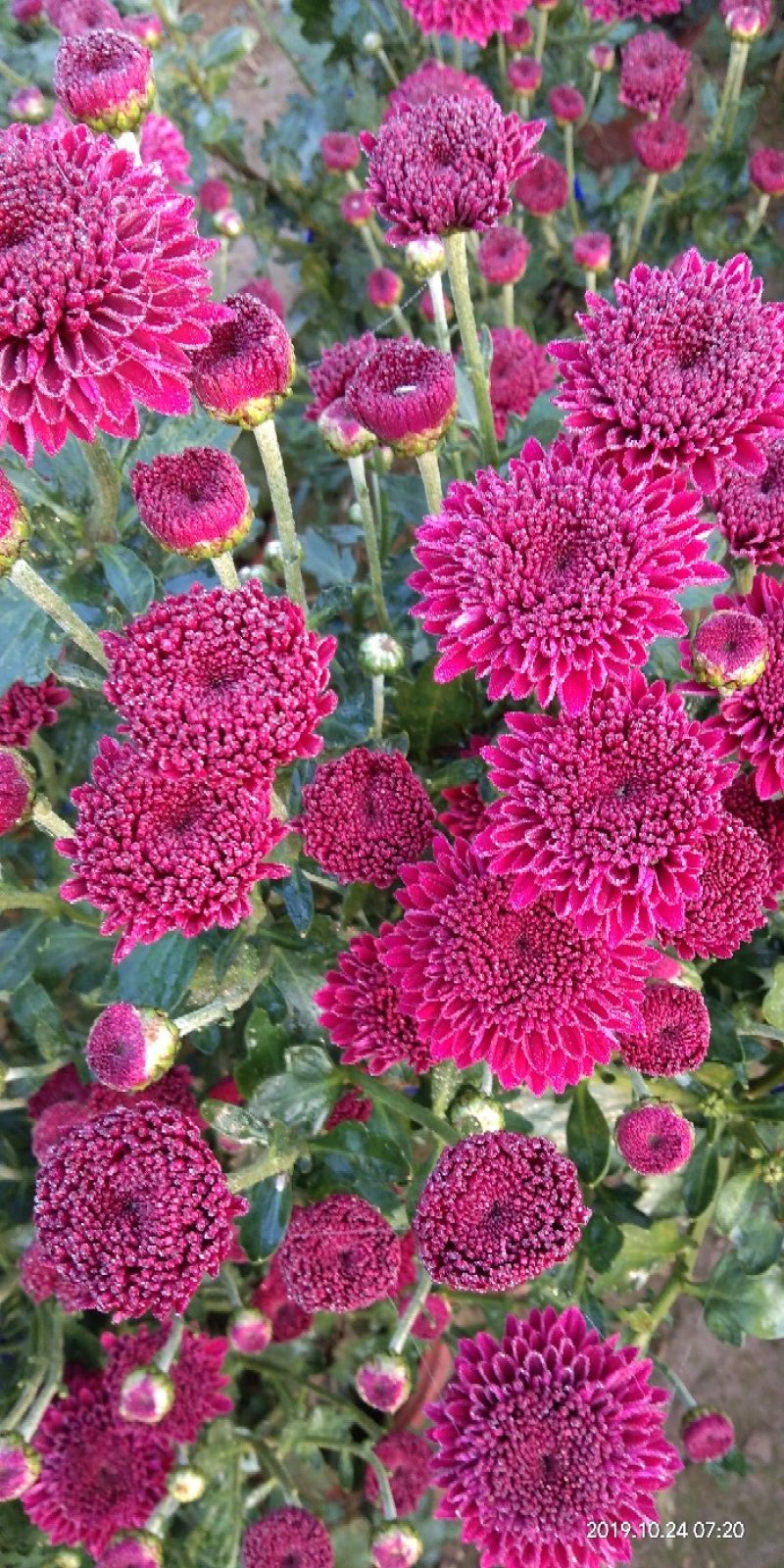 菊花苗