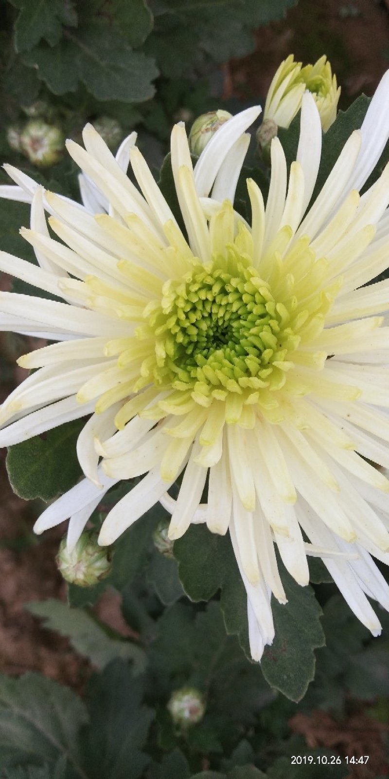 菊花苗