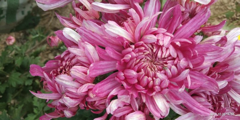 菊花苗