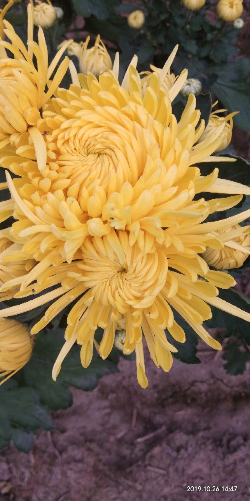 菊花苗