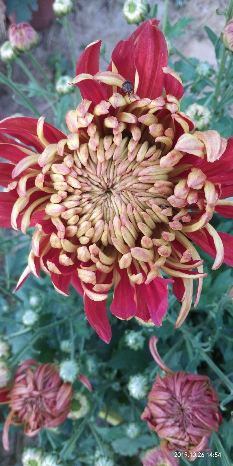 菊花苗