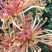 菊花苗