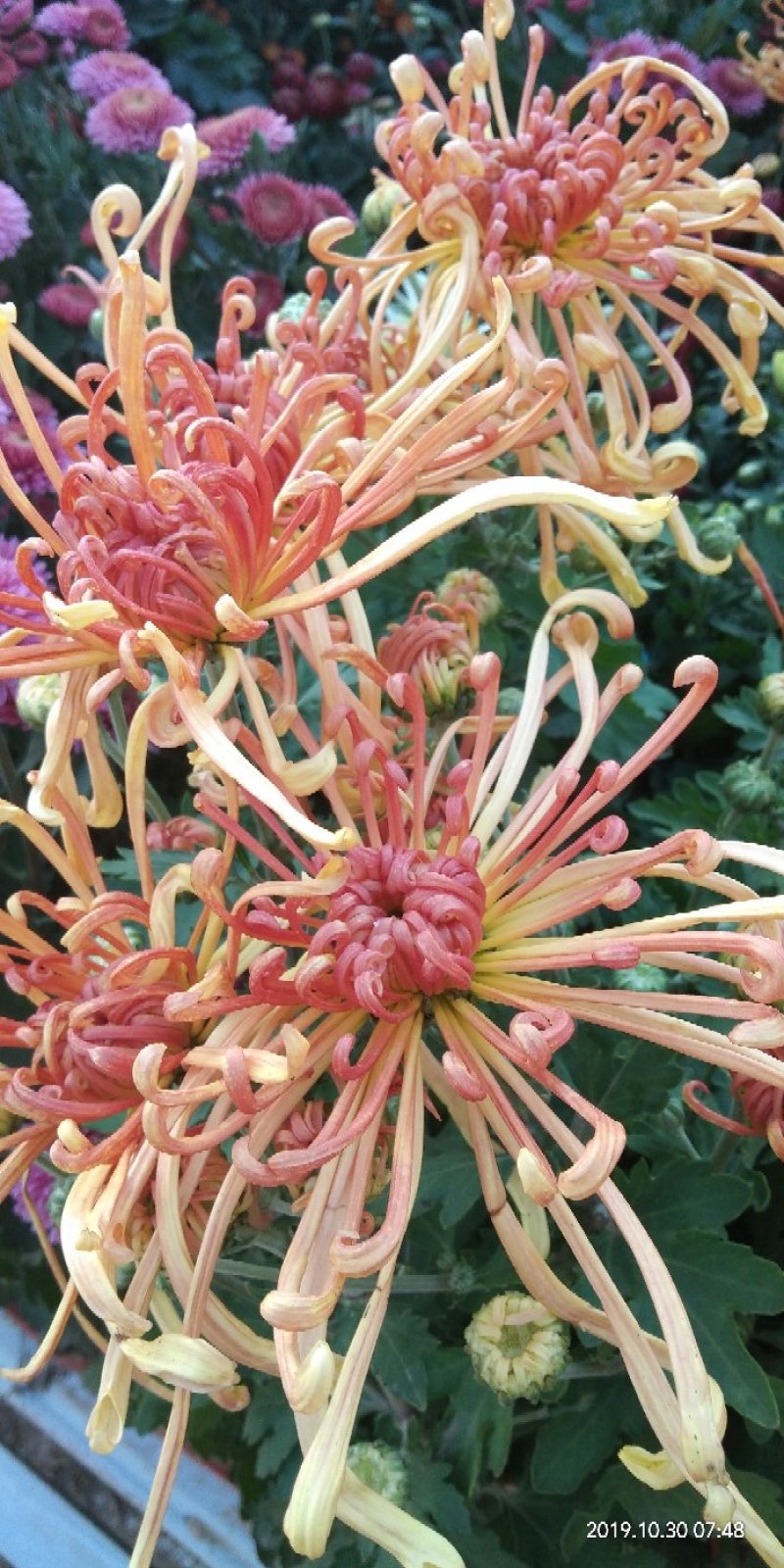 菊花苗