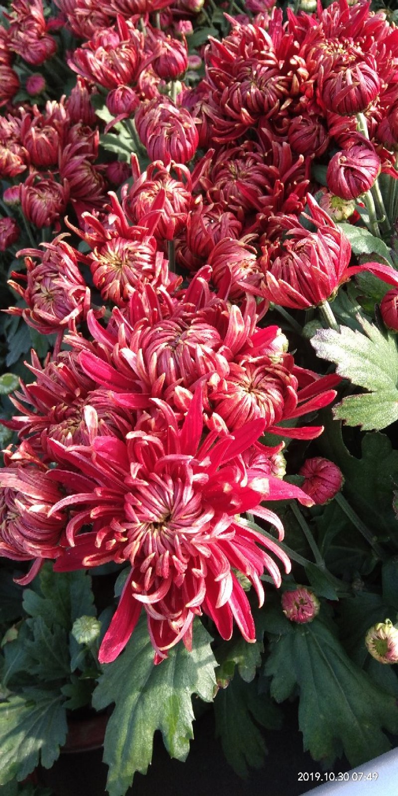 菊花苗