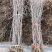 【保湿邮寄】沾化冬枣树苗品种优良自家苗圃基地大量供货