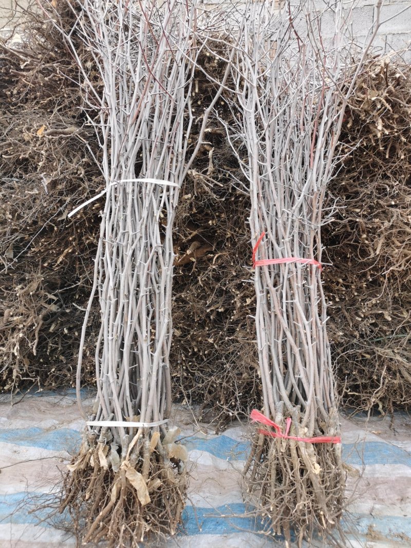 【保湿邮寄】沾化冬枣树苗品种优良自家苗圃基地大量供货