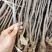 【保湿邮寄】沾化冬枣树苗品种优良自家苗圃基地大量供货