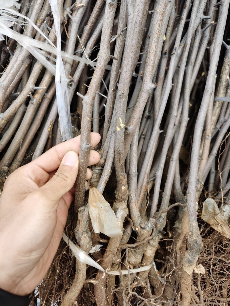 【保湿邮寄】沾化冬枣树苗品种优良自家苗圃基地大量供货
