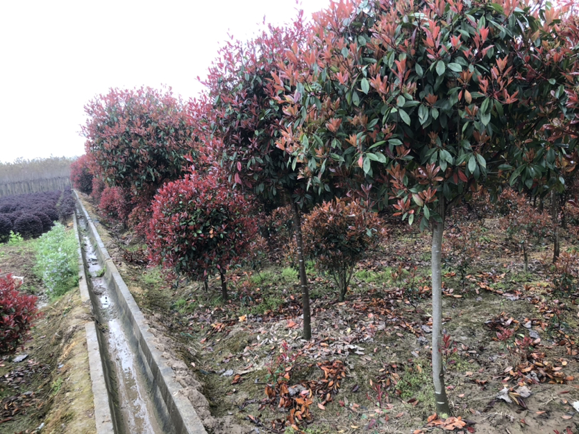 红叶石楠小苗特写