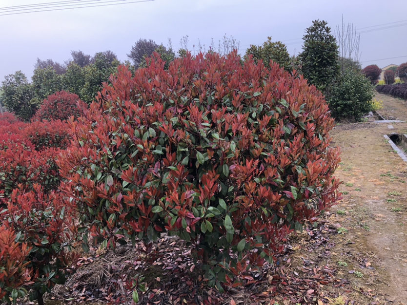 近距离拍摄红叶石楠枝条,清晰展示顶部簇生的鲜红色嫩叶与中部深绿色成熟叶片的自然过渡,叶面光滑有蜡质光泽,体现其‘红绿相间’的独特美感 红叶石楠新老叶对比特写