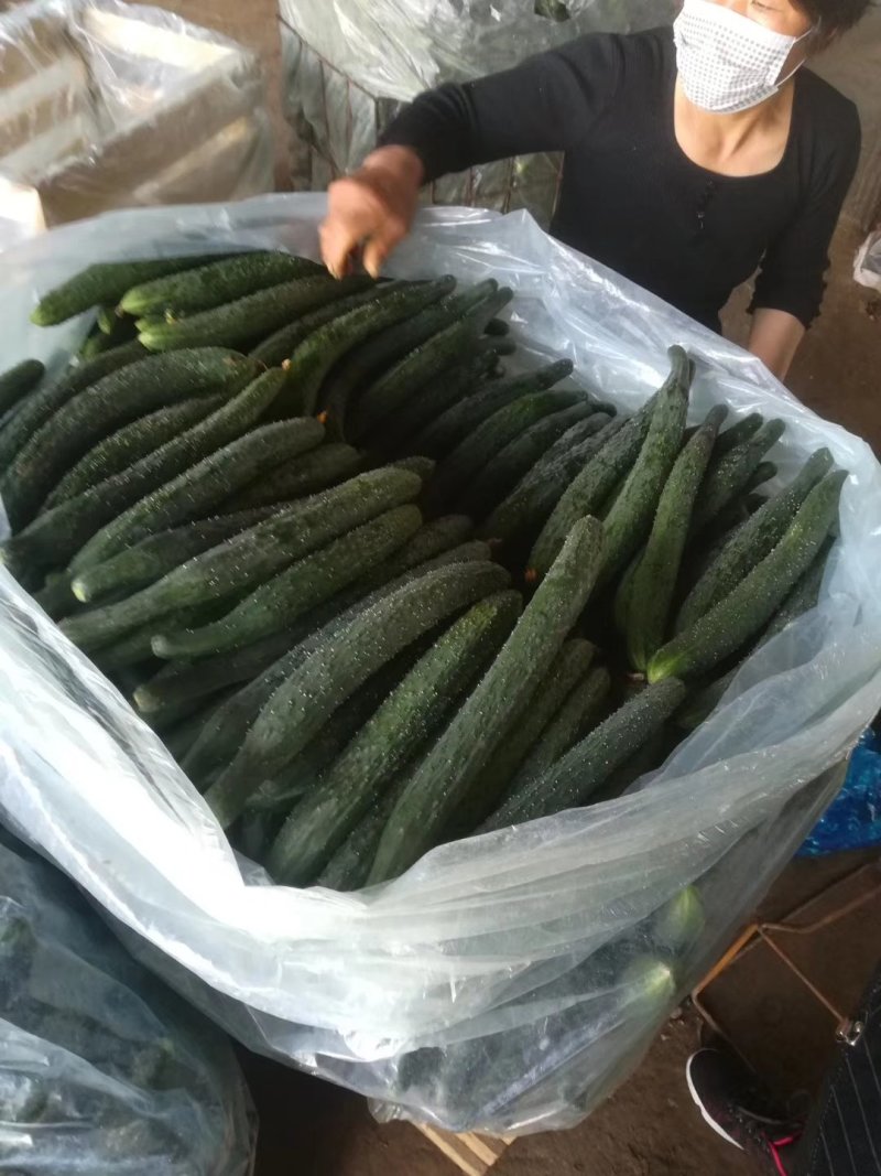 扶沟黄瓜大量上市中
