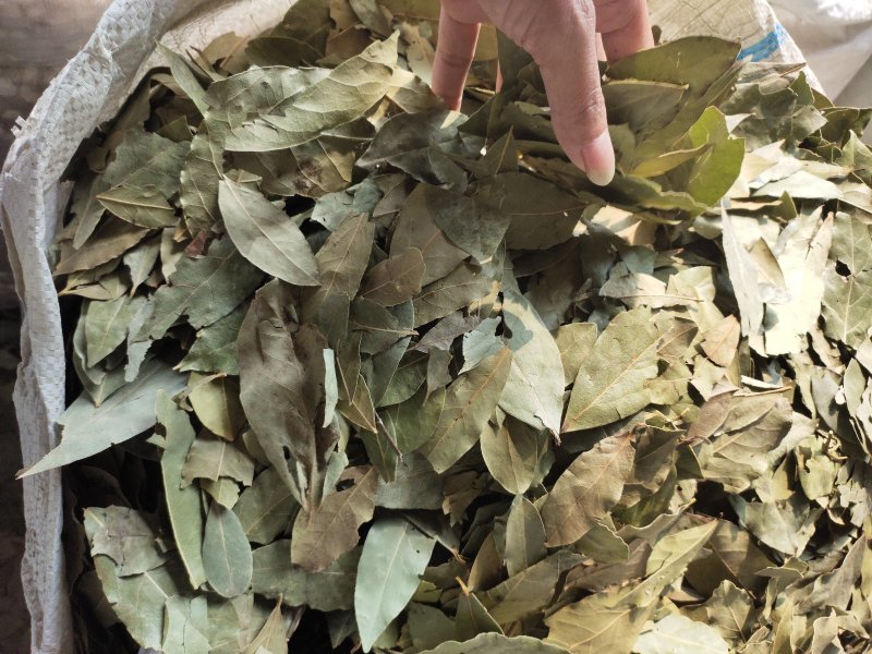 香叶广西青香小片大片中片都有，量大价优，产地直发