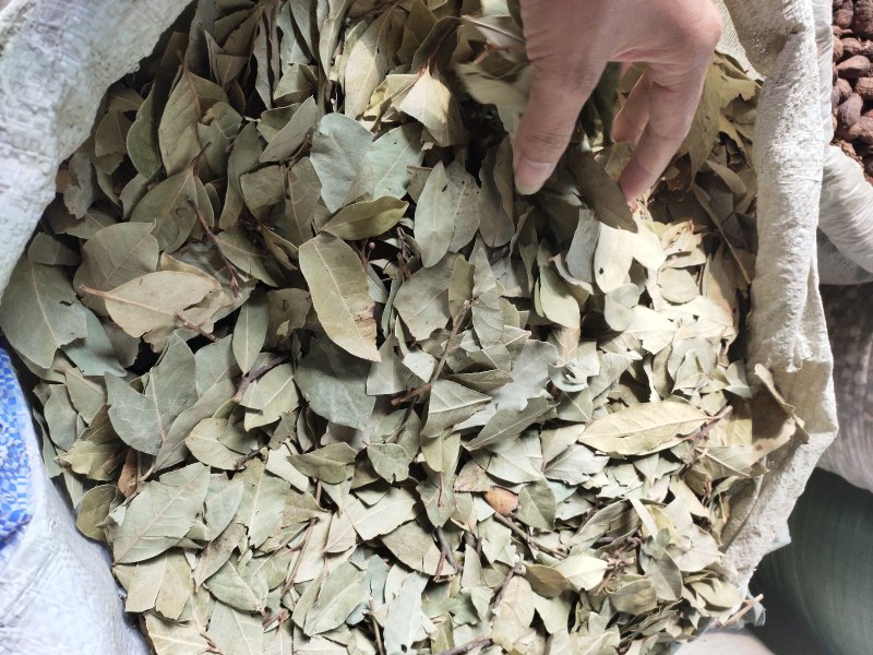 香叶广西青香小片大片中片都有，量大价优，产地直发