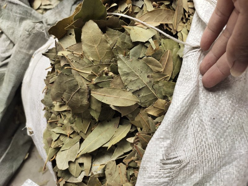香叶广西青香小片大片中片都有，量大价优，产地直发