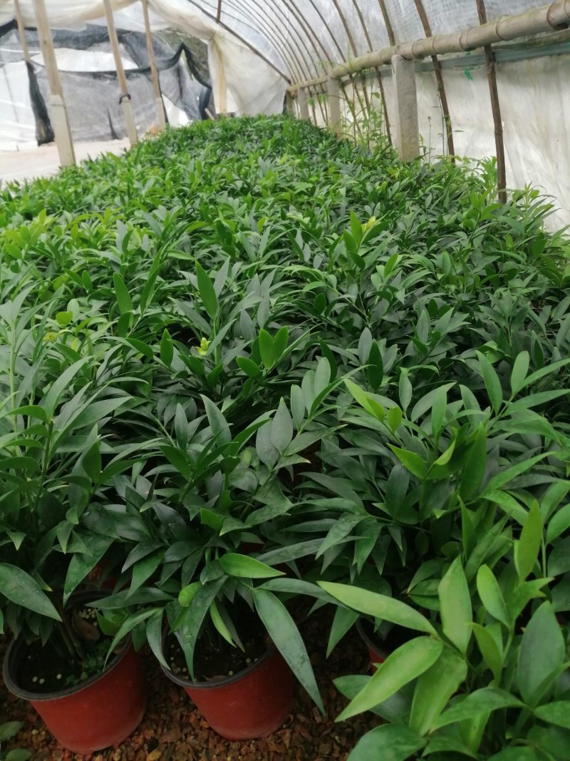 竹柏的盆栽代表着绿色的乔木，所以它的五行是木。有发的寓意
