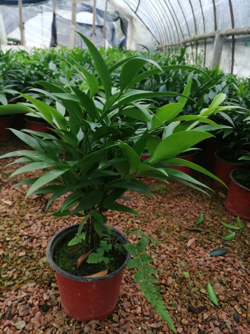 竹柏的盆栽代表着绿色的乔木，所以它的五行是木。有发的寓意