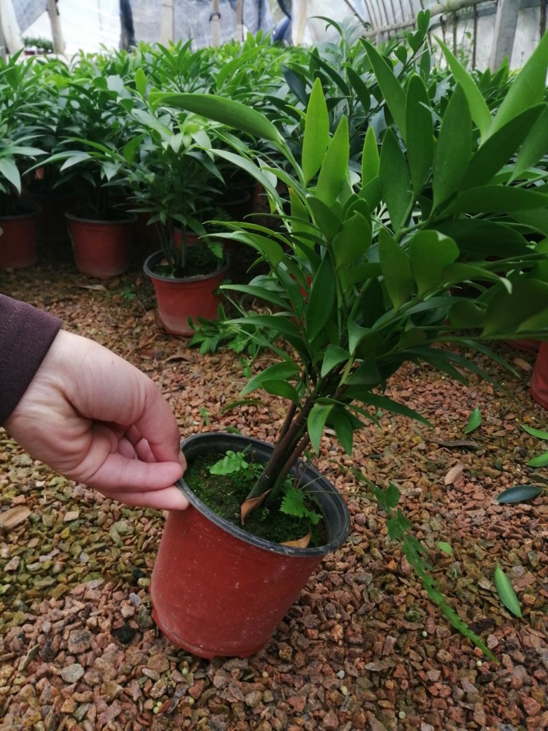 竹柏的盆栽代表着绿色的乔木，所以它的五行是木。有发的寓意
