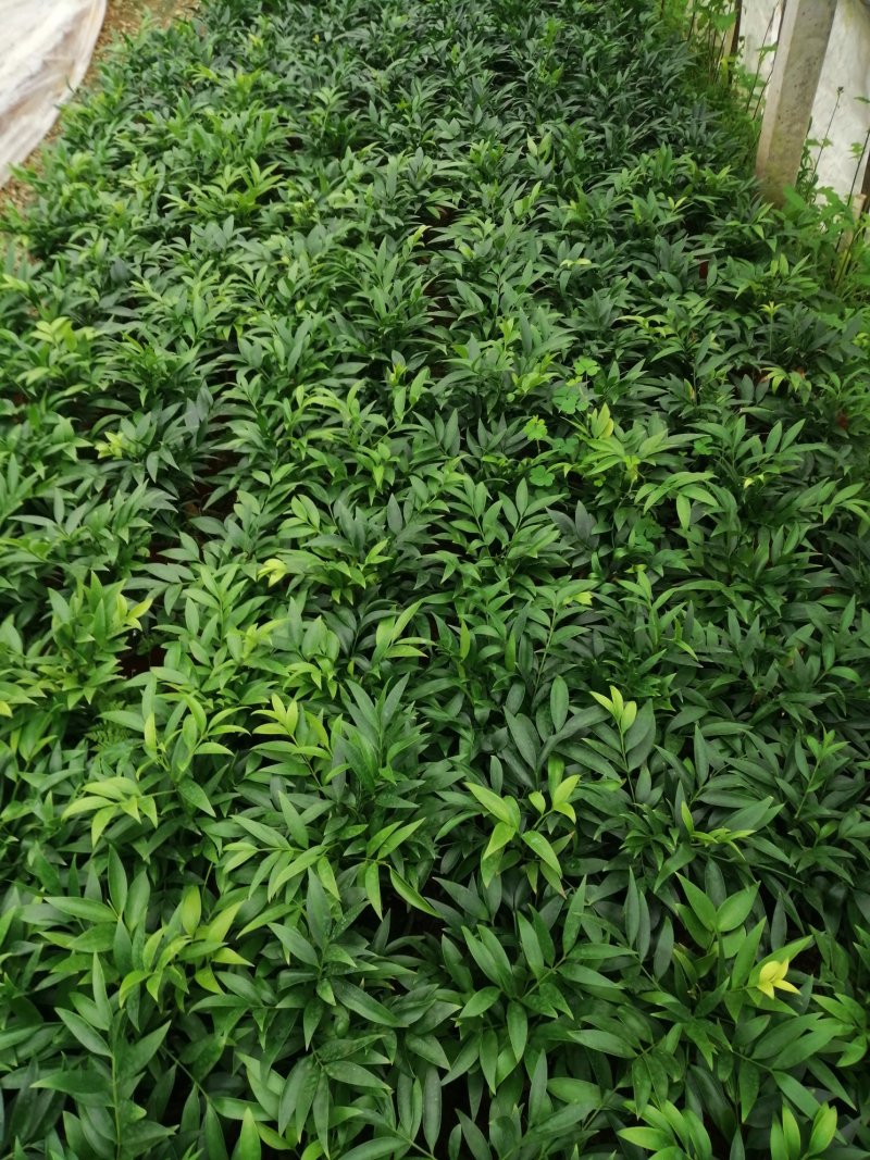 竹柏的盆栽代表着绿色的乔木，所以它的五行是木。有发的寓意