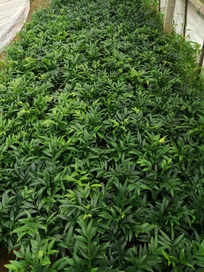竹柏的盆栽代表着绿色的乔木，所以它的五行是木。有发的寓意