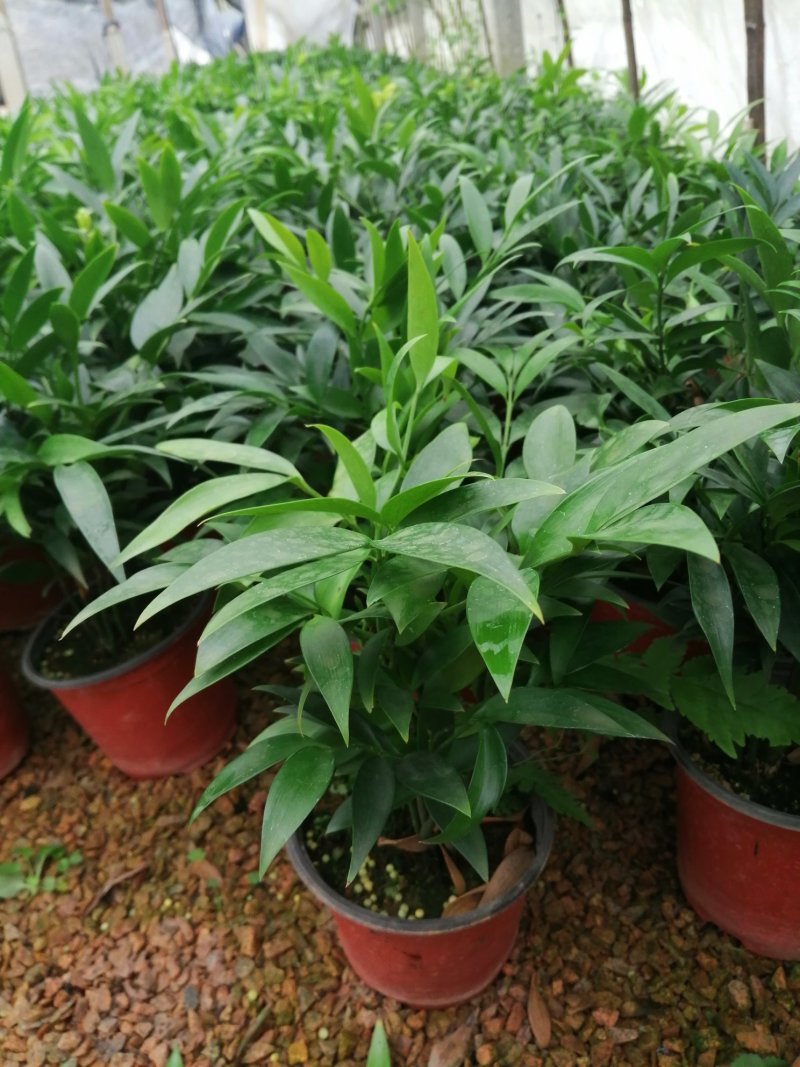 竹柏的盆栽代表着绿色的乔木，所以它的五行是木。有发的寓意