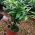 竹柏的盆栽代表着绿色的乔木，所以它的五行是木。有发的寓意