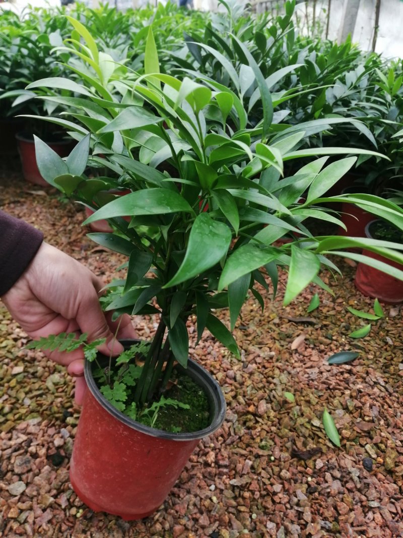 竹柏的盆栽代表着绿色的乔木，所以它的五行是木。有发的寓意