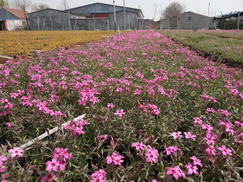 丛生福禄考。芝樱花海。山东青州基地常年批发草花苗木
