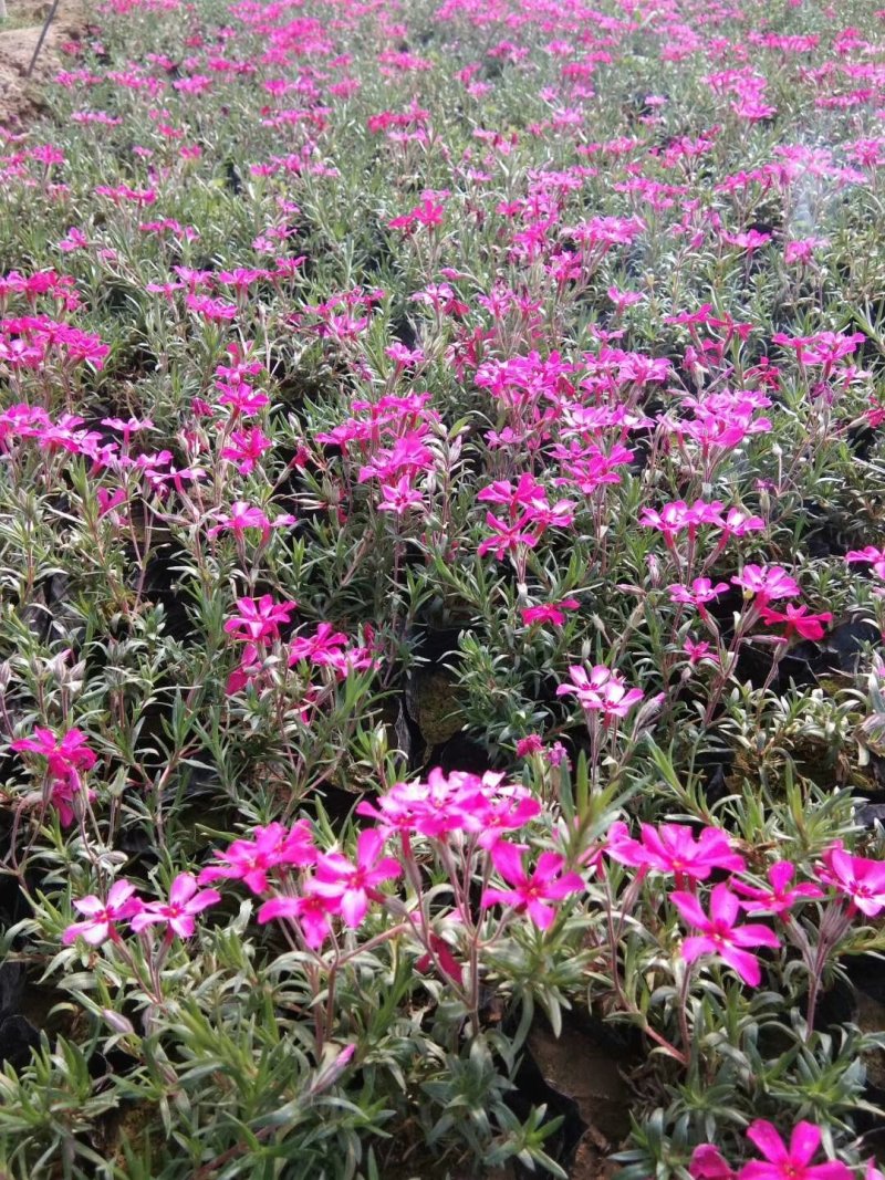 丛生福禄考。芝樱花海。山东青州基地常年批发草花苗木