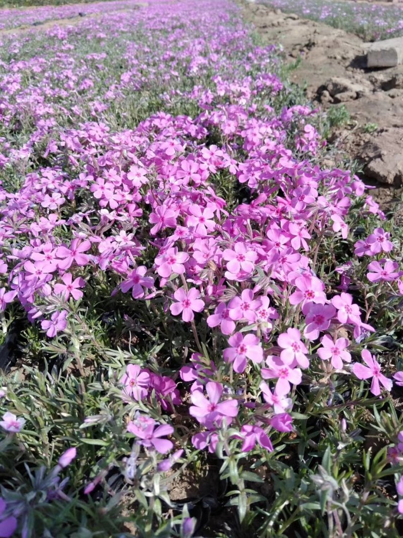 丛生福禄考。芝樱花海。山东青州基地常年批发草花苗木