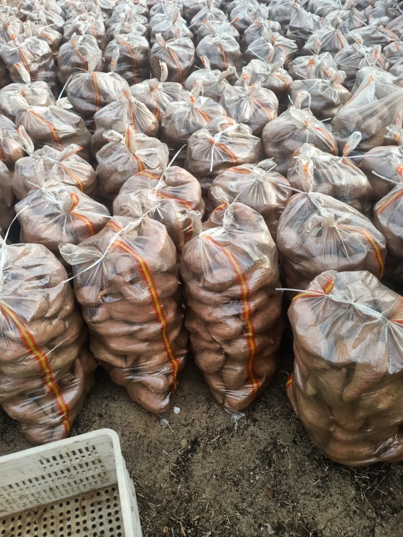 红薯西瓜红烟25来福红香蕉品质保证长年供应货源充足