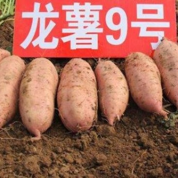 脱毒龙薯9号红薯苗子