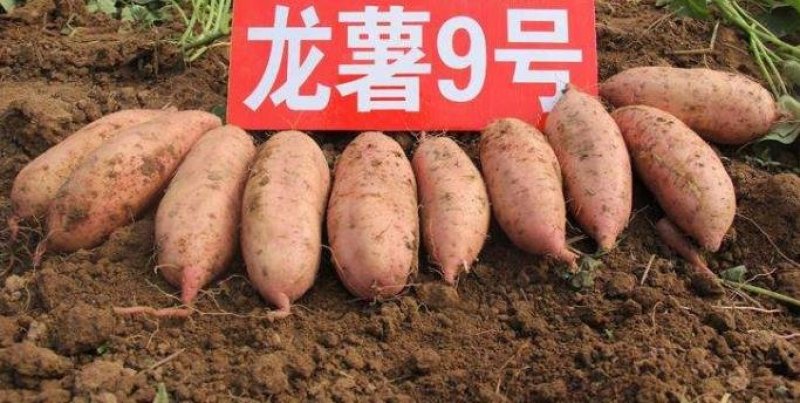 脱毒龙薯9号红薯苗子