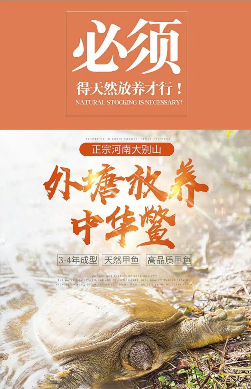 优质老母甲鱼外塘散养鱼苗鱼蛋老鳖王八规格齐全价格实惠