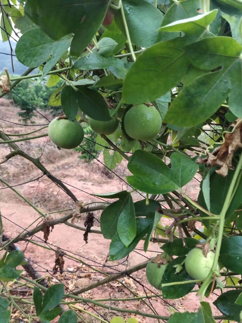 百香果苗（格玛利特百香果苗）各位老板靓货就要下手快