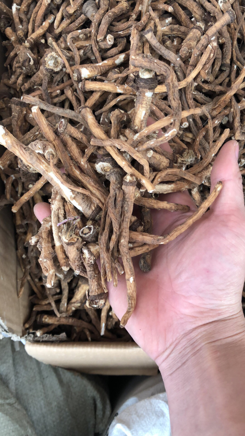 新货水洗蒲公英根物美价廉