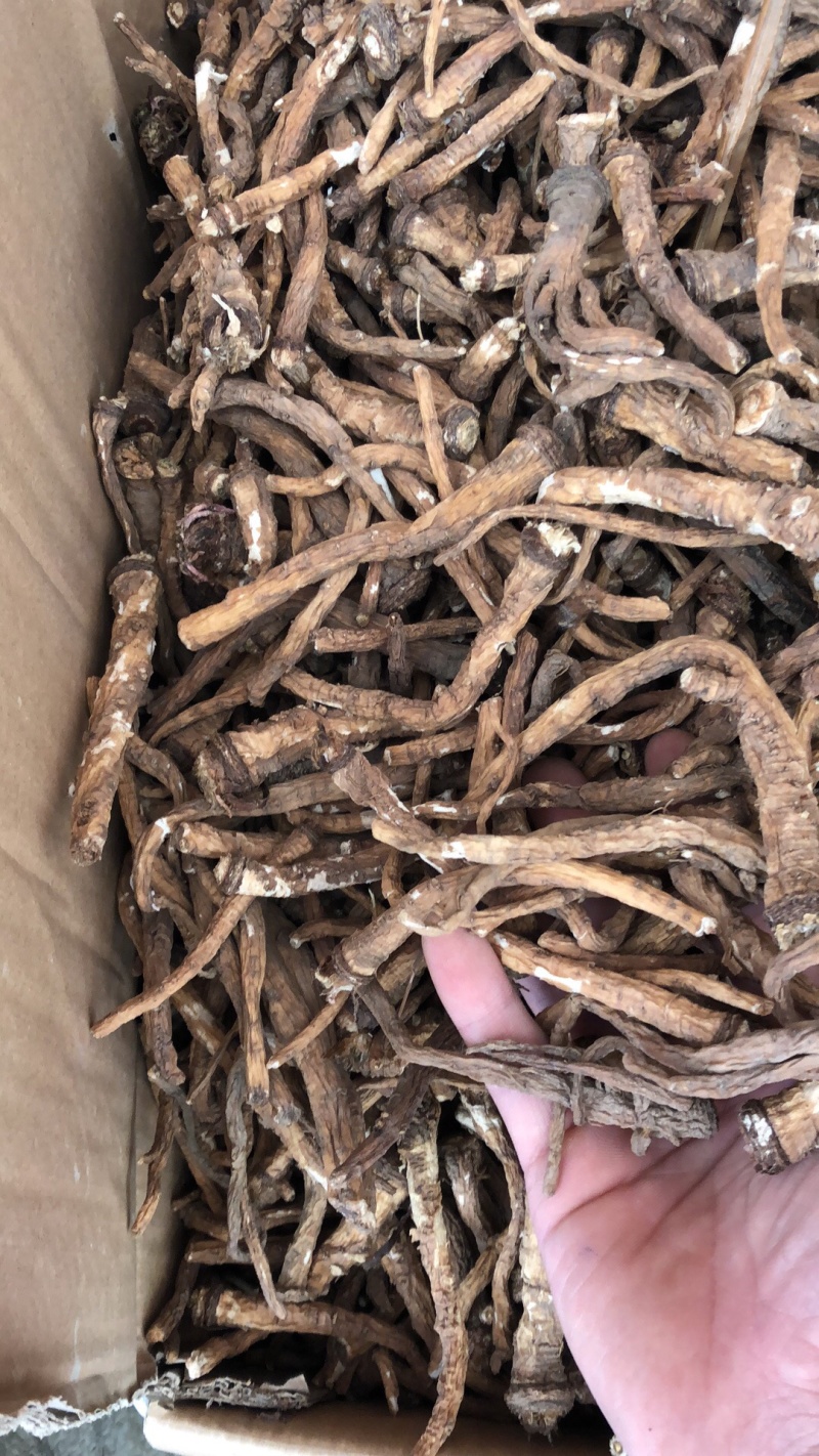 新货水洗蒲公英根物美价廉