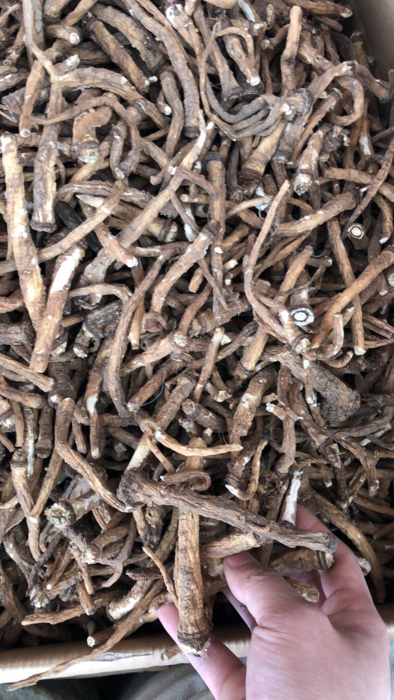 新货水洗蒲公英根物美价廉