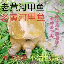 黄河公甲鱼优质黄背黄低黄油外塘散养老鳖王八水鱼规格齐全