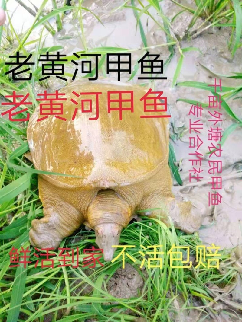 黄河公甲鱼优质黄背黄低黄油外塘散养老鳖王八水鱼规格齐全