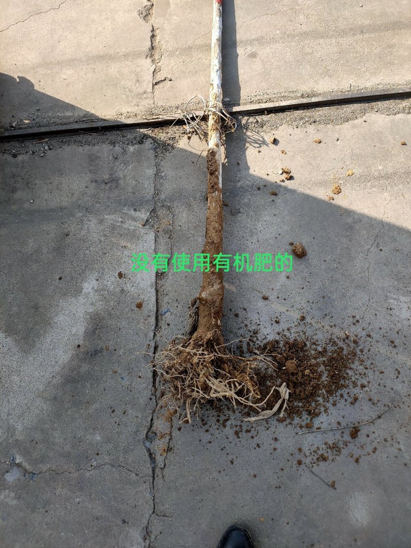 腐熟发酵稻壳羊粪有机肥