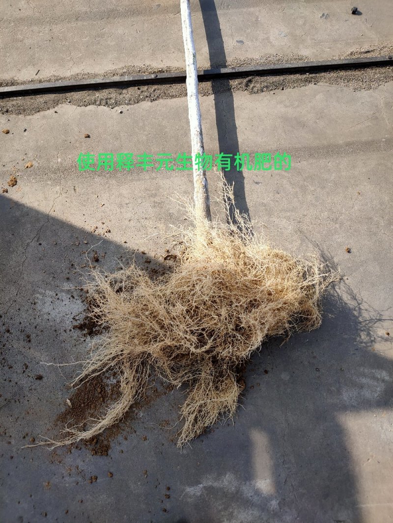 腐熟发酵稻壳羊粪有机肥