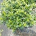 各类栀子花和茉莉花大量有售
