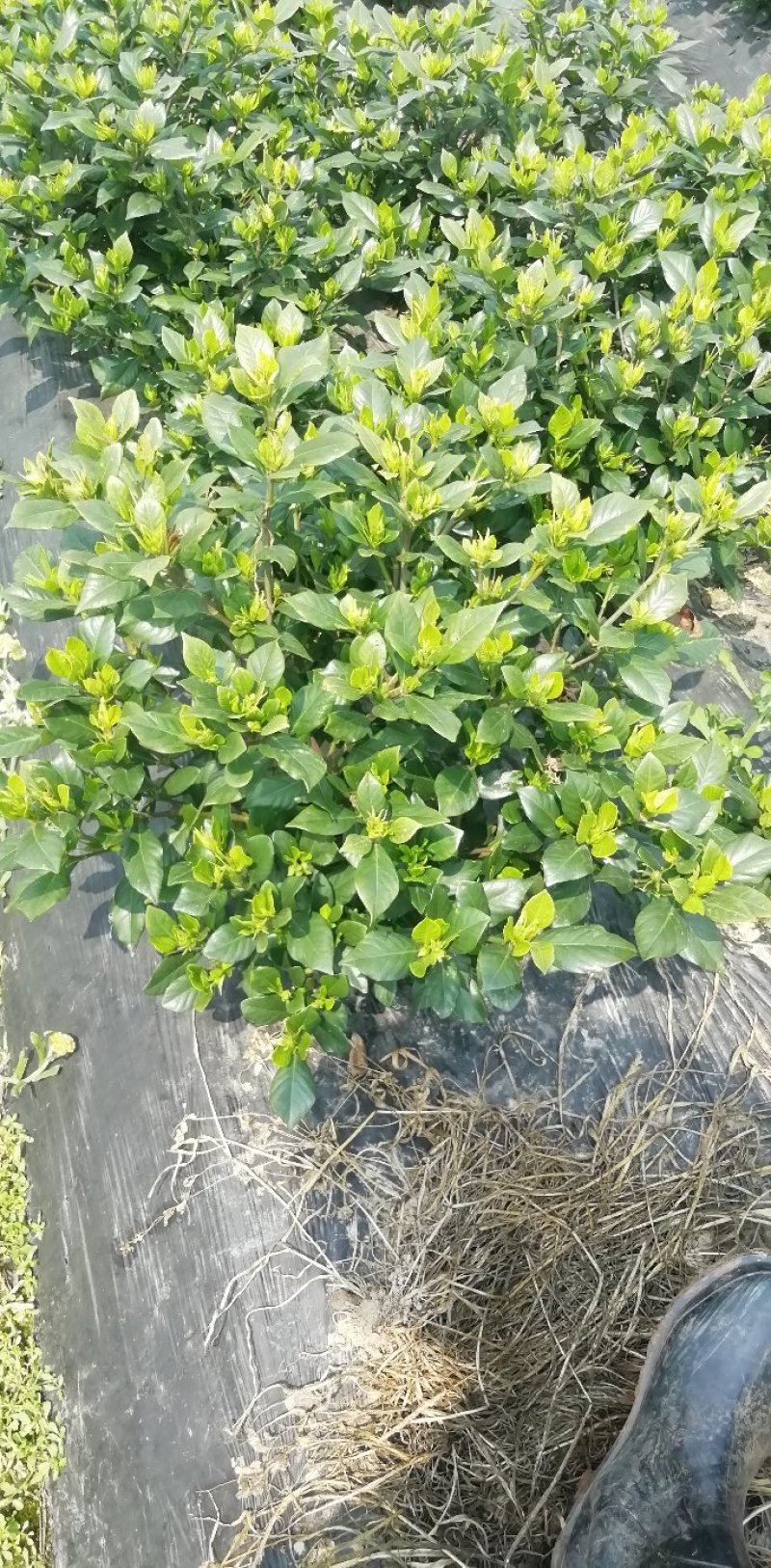 各类栀子花和茉莉花大量有售