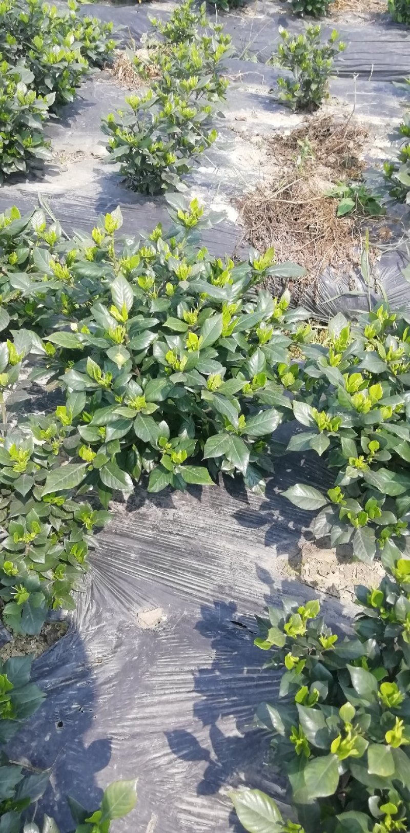 各类栀子花和茉莉花大量有售