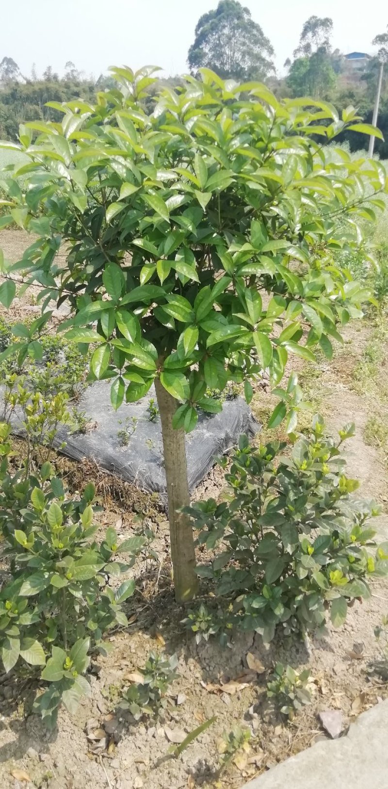 各类栀子花和茉莉花大量有售