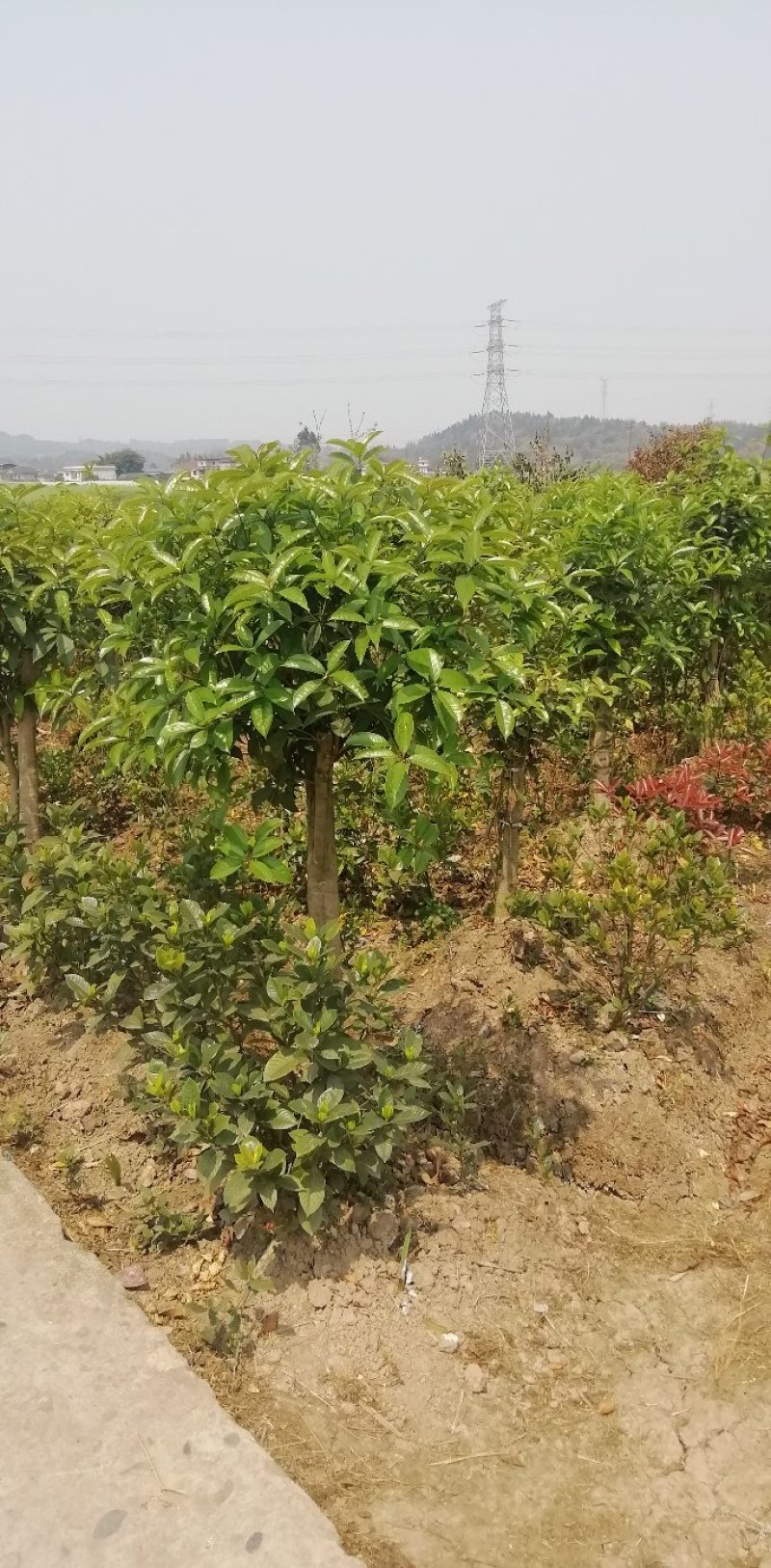 各类栀子花和茉莉花大量有售