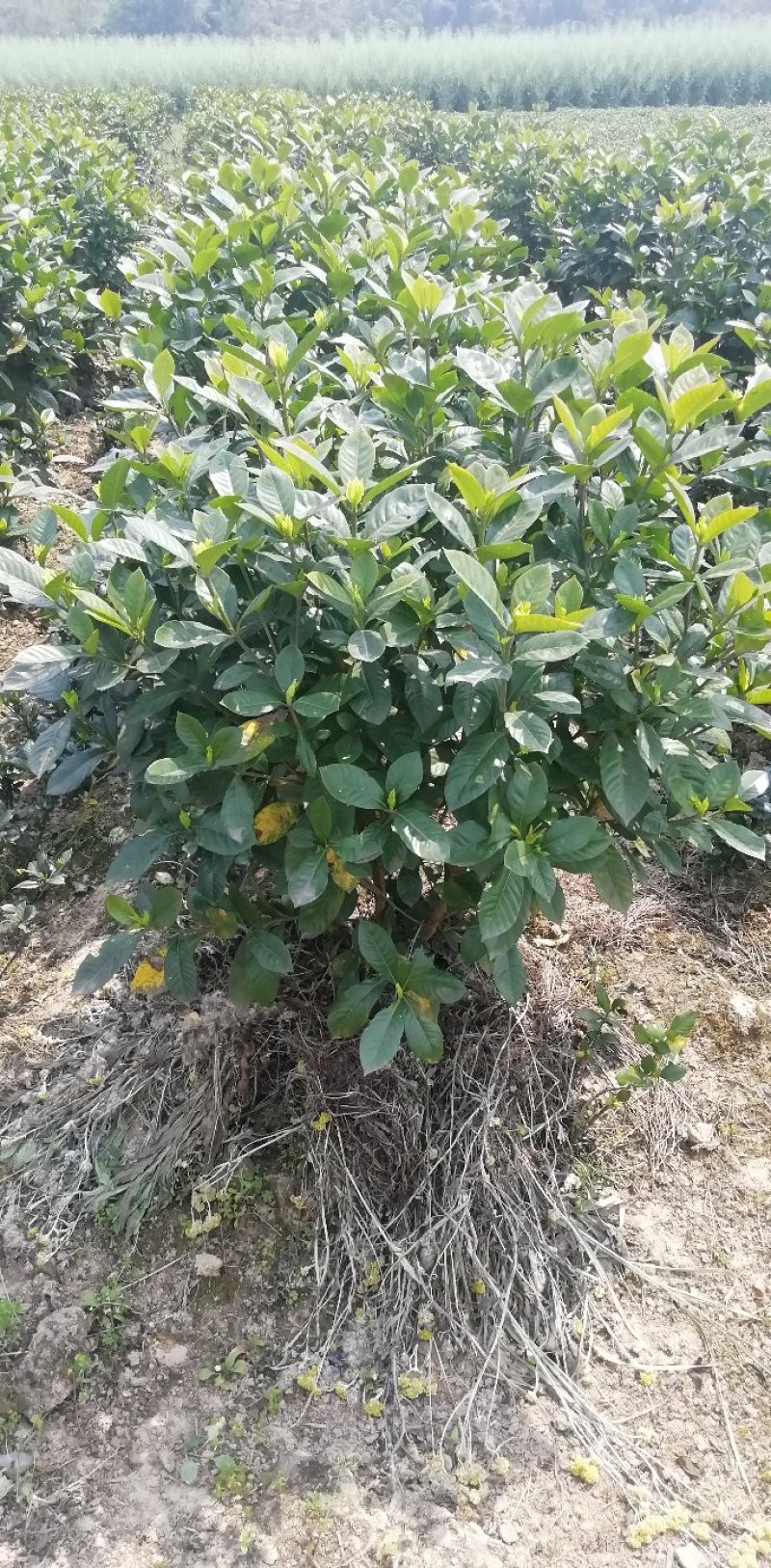 各类栀子花和茉莉花大量有售